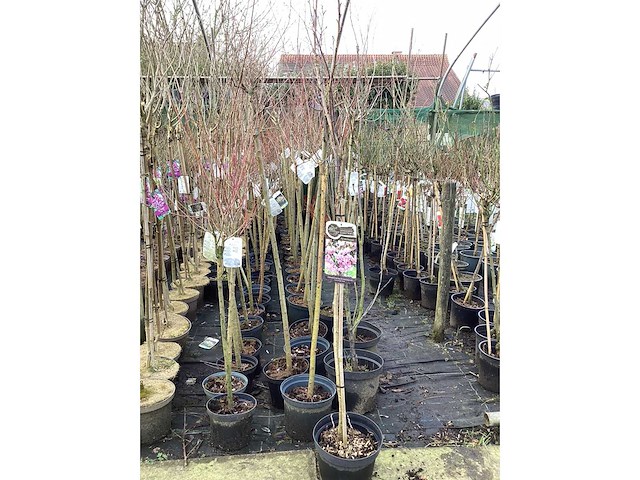 Assortiment sierstammen - acer - prunus kanzan - salix - syringen (x20) - afbeelding 4 van  8