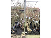 Assortiment sierstammen - acer - prunus kanzan - salix - syringen (x20) - afbeelding 8 van  8