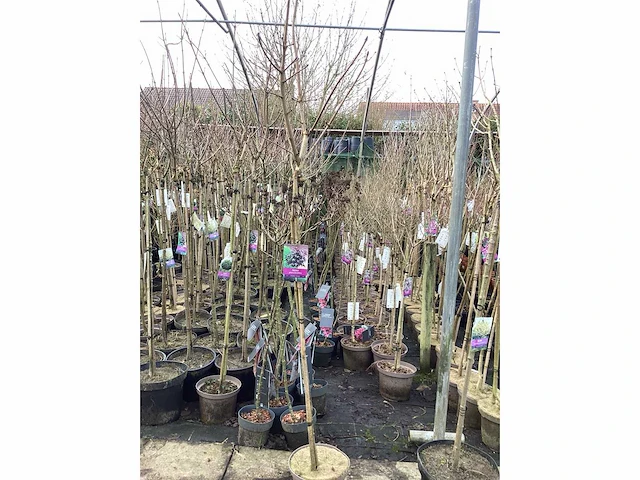 Assortiment sierstammen - hydrangea's - acer's (x10) - afbeelding 2 van  12