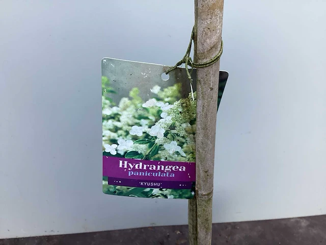 Assortiment sierstammen - hydrangea's - acer's (x10) - afbeelding 6 van  12