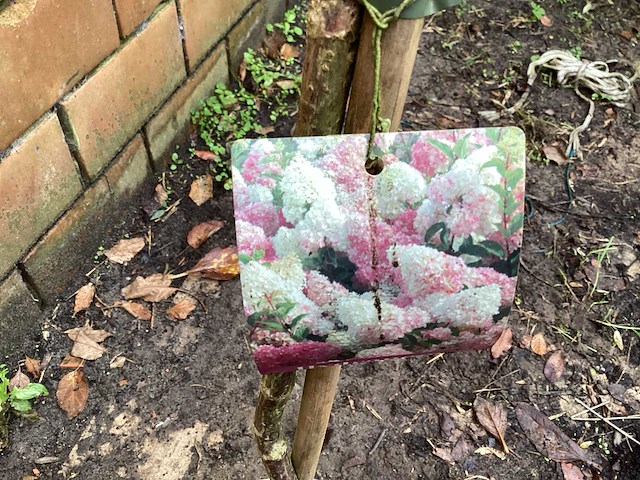 Assortiment sierstammen - hydrangea's - acer's (x10) - afbeelding 1 van  12