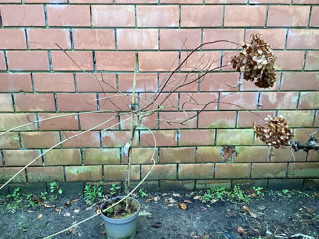 Assortiment sierstammen - hydrangea's - acer's (x10) - afbeelding 5 van  12