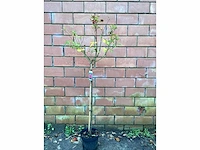 Assortiment stammen - roos - salix - photinia (x30) - afbeelding 2 van  8