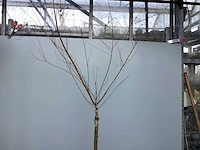 Assortiment stammen - roos - salix - photinia (x30) - afbeelding 7 van  8