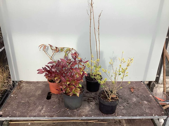 Assortiment struiken - bolklimop - ilex - leucothoe - deutzia gracillis (x120) - afbeelding 1 van  5
