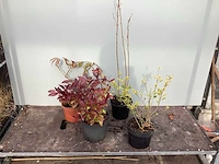 Assortiment struiken - bolklimop - ilex - leucothoe - deutzia gracillis (x120) - afbeelding 1 van  5