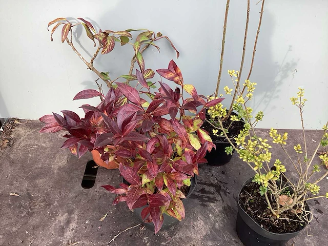 Assortiment struiken - bolklimop - ilex - leucothoe - deutzia gracillis (x120) - afbeelding 2 van  5