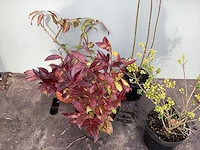 Assortiment struiken - bolklimop - ilex - leucothoe - deutzia gracillis (x120) - afbeelding 2 van  5