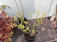 Assortiment struiken - bolklimop - ilex - leucothoe - deutzia gracillis (x120) - afbeelding 3 van  5