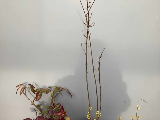 Assortiment struiken - bolklimop - ilex - leucothoe - deutzia gracillis (x120) - afbeelding 4 van  5
