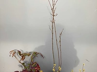 Assortiment struiken - bolklimop - ilex - leucothoe - deutzia gracillis (x120) - afbeelding 4 van  5