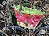 Assortiment vaste planten - hemerocallis - astilbe - rudbeckia - kniphofia - echinacea - nepeta (x60) - afbeelding 1 van  7