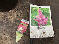 Assortiment vaste planten - hemerocallis - astilbe - rudbeckia - kniphofia - echinacea - nepeta (x60) - afbeelding 3 van  7