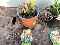 Assortiment vaste planten - hemerocallis - astilbe - rudbeckia - kniphofia - echinacea - nepeta (x60) - afbeelding 4 van  7