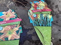 Assortiment vaste planten - hemerocallis - kniphofia - echinacea - salvia (x80) - afbeelding 5 van  7