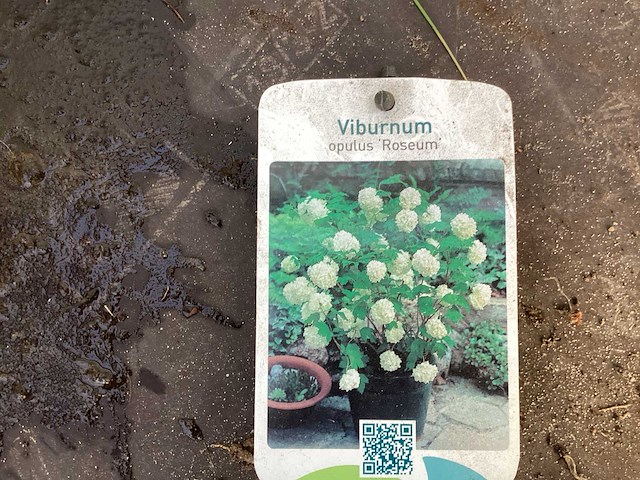 Assortiment vaste planten - viburnum tinus - viburnum opulus roseum - leucothoe - viburnum davidii (x100) - afbeelding 3 van  4