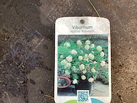 Assortiment vaste planten - viburnum tinus - viburnum opulus roseum - leucothoe - viburnum davidii (x100) - afbeelding 3 van  4