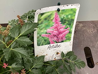 Assortiment vaste planten en bodembedekkers - astilbe - heuchera - hosta - nepeta (x200) - afbeelding 1 van  4