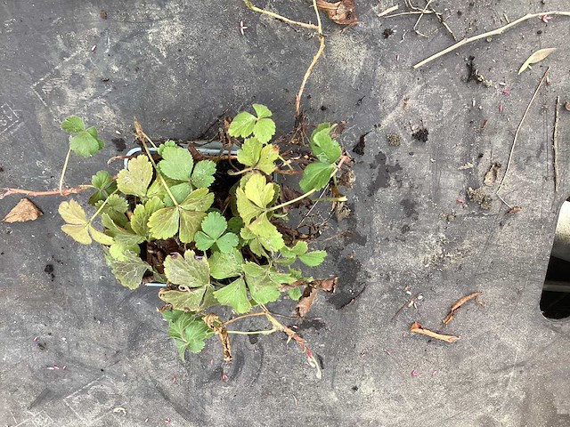 Assortiment vaste planten en bodembedekkers - erodium - isothoma -lysimachia- sedum - aster - walsteinia (x300) - afbeelding 4 van  7