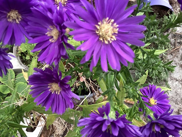 Asters (100x) - afbeelding 1 van  1