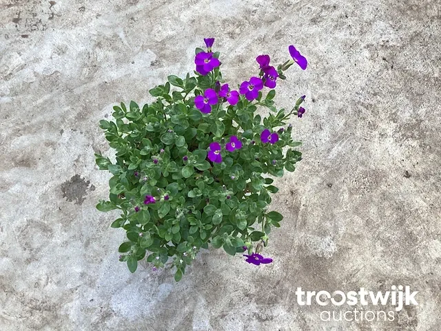 Aubretia - afbeelding 1 van  1