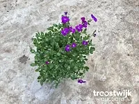 Aubretia - afbeelding 1 van  1