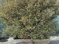 Azalea japonica 220cm - afbeelding 1 van  2