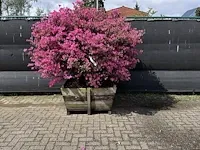 Azalea japonica 220cm - afbeelding 2 van  2