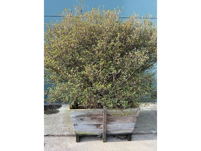 Azalea japonica 220cm - afbeelding 1 van  2