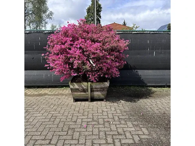 Azalea japonica 220cm - afbeelding 2 van  2