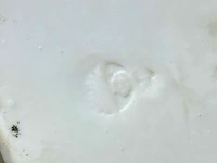 Baby beeldje in europese biscuit - afbeelding 5 van  6
