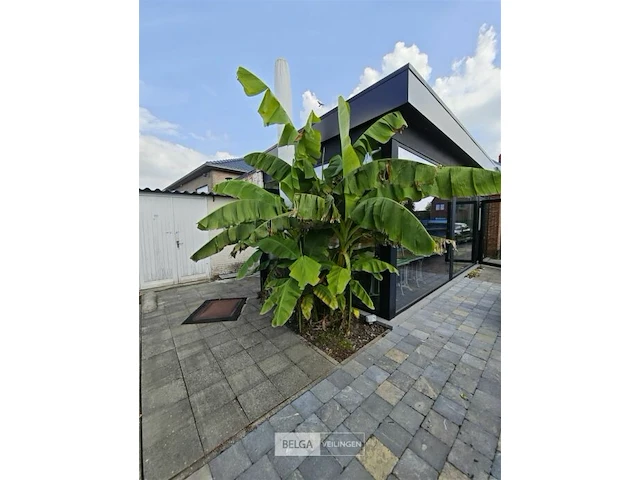 Bananenboom - afbeelding 1 van  3