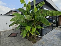 Bananenboom - afbeelding 1 van  3