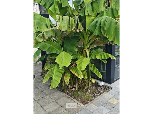 Bananenboom - afbeelding 2 van  3