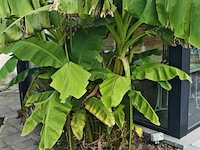 Bananenboom - afbeelding 2 van  3