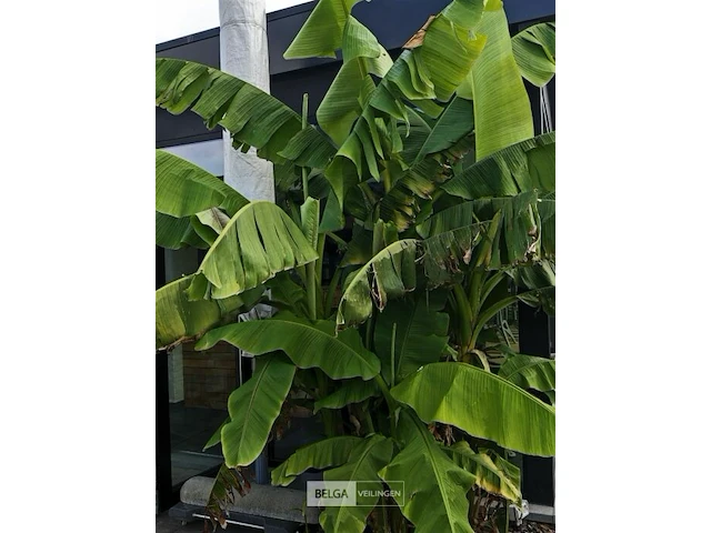 Bananenboom - afbeelding 3 van  3