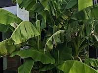 Bananenboom - afbeelding 3 van  3