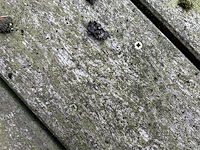 Bankirai terras (+/- 14m²) - afbeelding 3 van  3