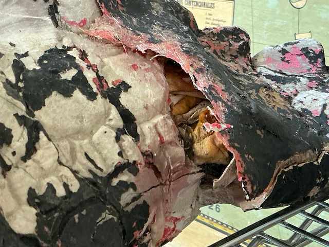 Beeld van krokodil - afbeelding 4 van  12