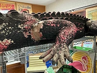 Beeld van krokodil - afbeelding 8 van  12