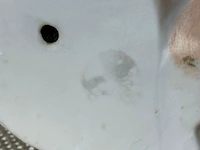Beeldje in europese biscuit - afbeelding 4 van  5
