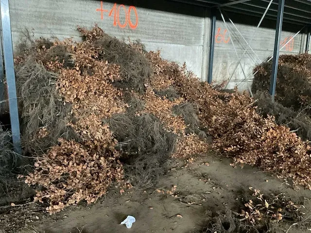 Beuk 40-60 vaste plant (100x) - afbeelding 4 van  5