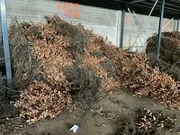 Beuk 40-60 vaste plant (100x) - afbeelding 4 van  5