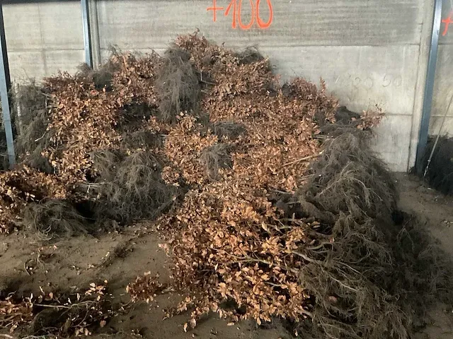 Beuk 40-60 vaste plant (100x) - afbeelding 5 van  5