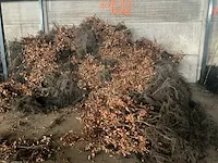 Beuk 40-60 vaste plant (100x) - afbeelding 5 van  5
