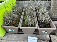 Bloempotten - afbeelding 2 van  5