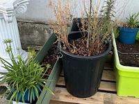 Bloempotten - afbeelding 4 van  5