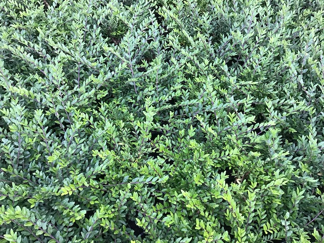 Bodembedekkers - lonicera (x50) - afbeelding 1 van  2