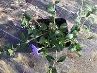 Bodembedekkers - vinca blauw & wit (x100) - afbeelding 1 van  2