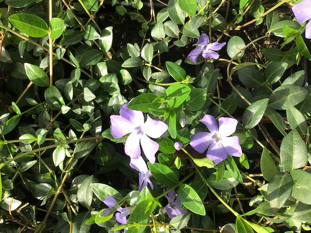 Bodembedekkers - vinca blauw & wit (x100) - afbeelding 2 van  2